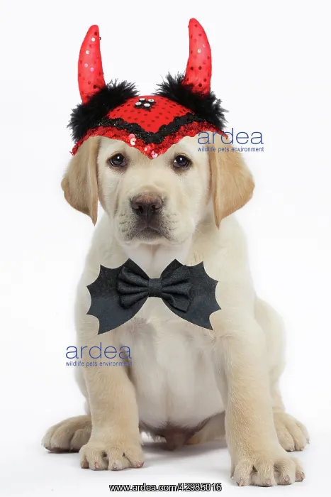 : Dog - Labrador puppy wearing Halloween devil horns : Dog - Labrador puppy wearing Halloween devil horns