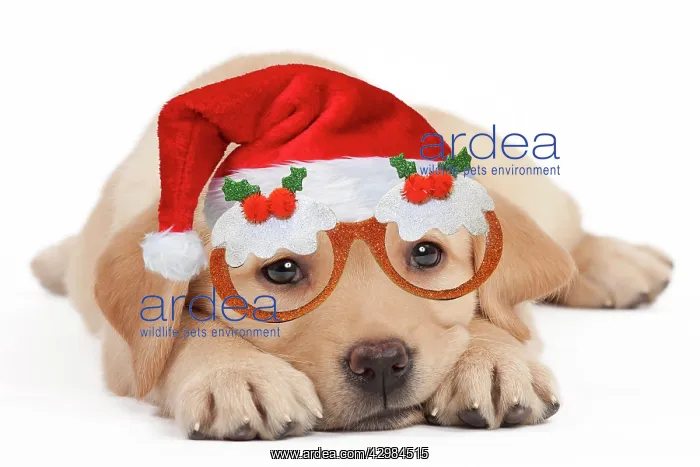 : Dog - Labrador puppy wearing Santa hat and Christmas : Dog - Labrador puppy wearing Santa hat and Christmas