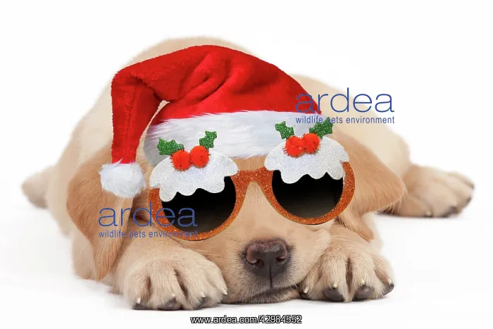 : Dog - Labrador puppy wearing santa hat and Christmas : Dog - Labrador puppy wearing santa hat and Christmas