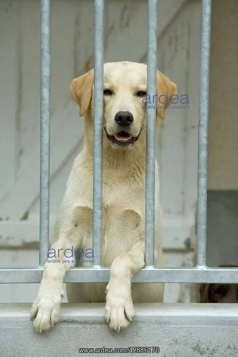  : Dog - labrador at rescue centre