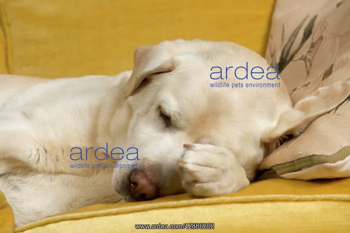 : Dog - labrador resting on sofa : Dog - labrador resting on sofa