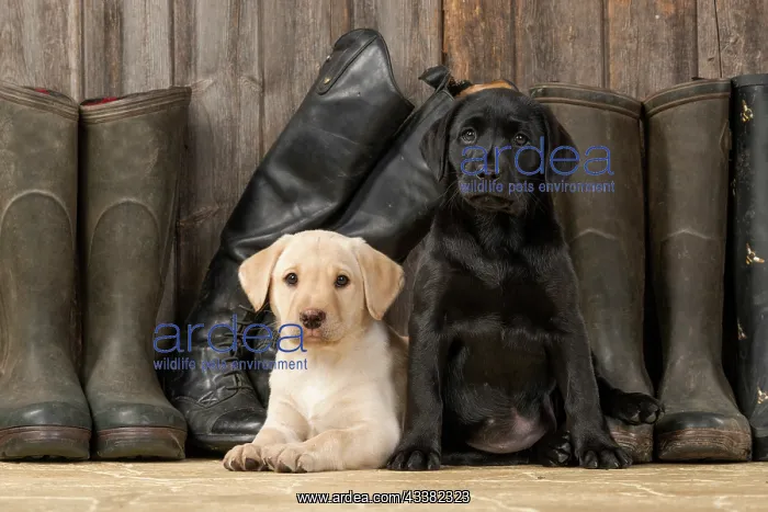 : DOG. Labrador Retiever, 8 weeks old puppies x two : DOG. Labrador Retiever, 8 weeks old puppies x two