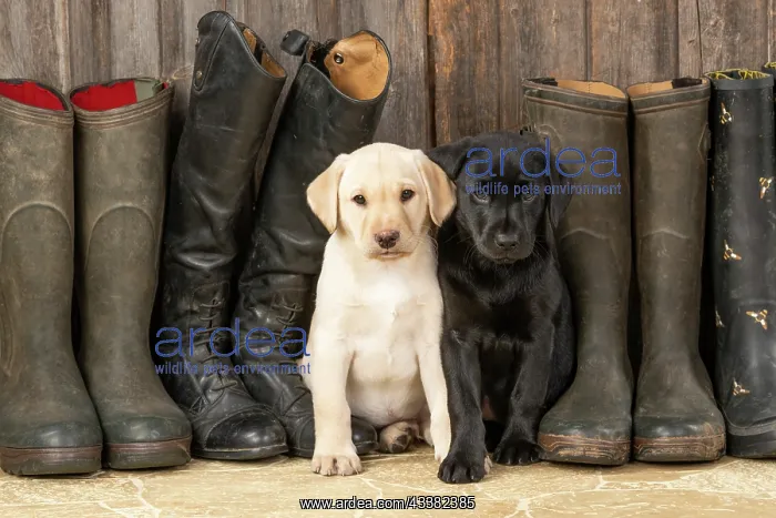 : DOG. Labrador Retiever, 8 weeks old puppies x two : DOG. Labrador Retiever, 8 weeks old puppies x two