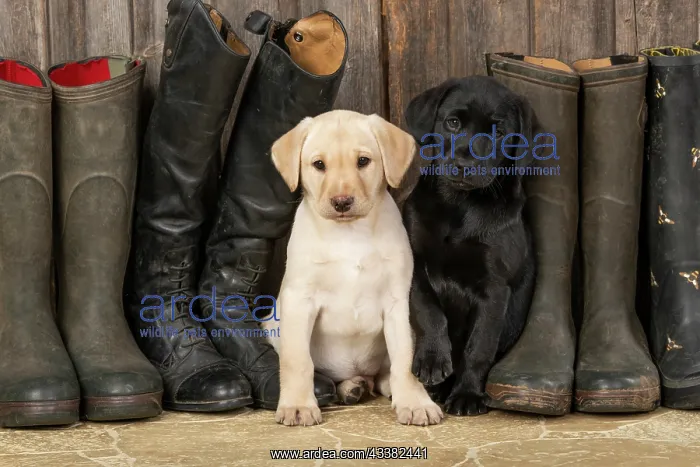 : DOG. Labrador Retiever, 8 weeks old puppies x two : DOG. Labrador Retiever, 8 weeks old puppies x two