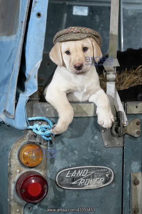 : DOG. Labrador Retiever, 8 weeks old puppy, ( : DOG. Labrador Retiever, 8 weeks old puppy, (