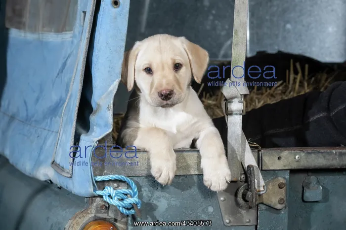 : DOG. Labrador Retiever, 8 weeks old puppy, ( : DOG. Labrador Retiever, 8 weeks old puppy, (