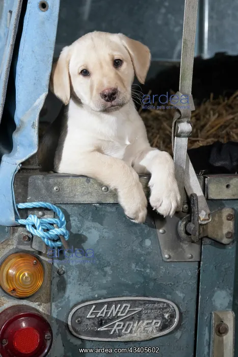 : DOG. Labrador Retiever, 8 weeks old puppy, ( : DOG. Labrador Retiever, 8 weeks old puppy, (