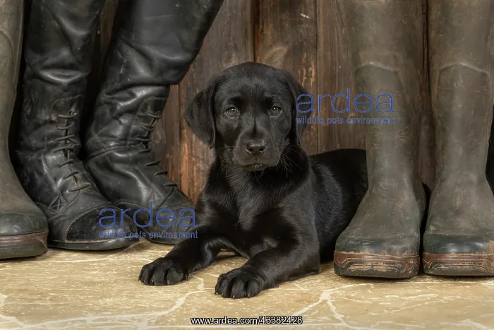 : DOG. Labrador Retiever, 8 weeks old puppy, (Black) : DOG. Labrador Retiever, 8 weeks old puppy, (Black)