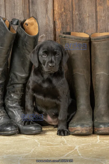 : DOG. Labrador Retiever, 8 weeks old puppy, (Black) : DOG. Labrador Retiever, 8 weeks old puppy, (Black)