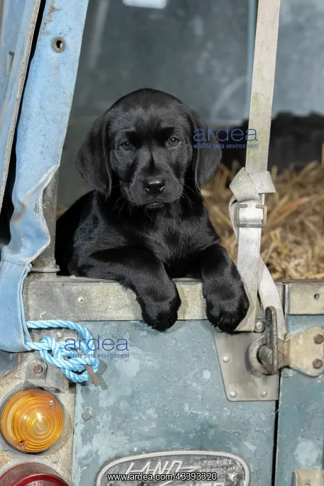 : DOG. Labrador Retiever, 8 weeks old puppy, (Black) : DOG. Labrador Retiever, 8 weeks old puppy, (Black)