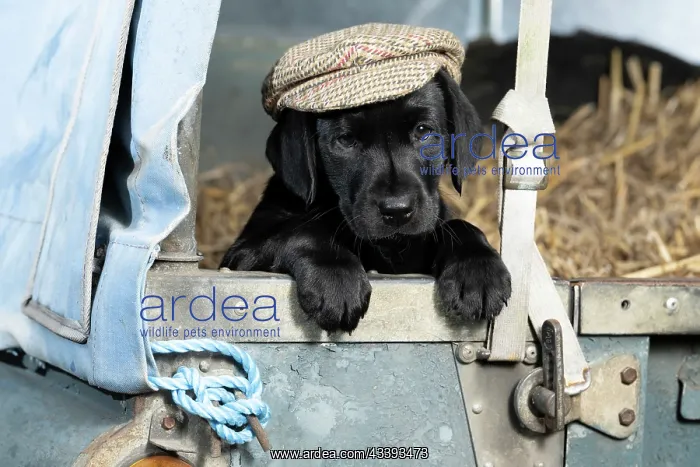 : DOG. Labrador Retiever, 8 weeks old puppy, (Black) : DOG. Labrador Retiever, 8 weeks old puppy, (Black)
