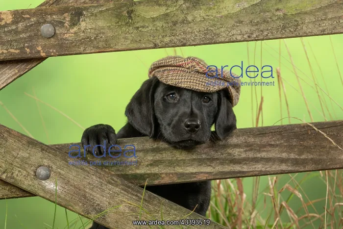 : DOG. Labrador Retiever, 8 weeks old puppy, (Black) : DOG. Labrador Retiever, 8 weeks old puppy, (Black)