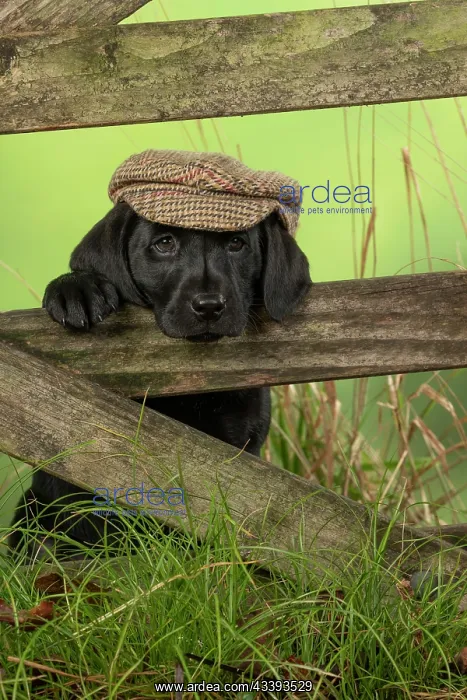  : DOG. Labrador Retiever, 8 weeks old puppy, (Black)