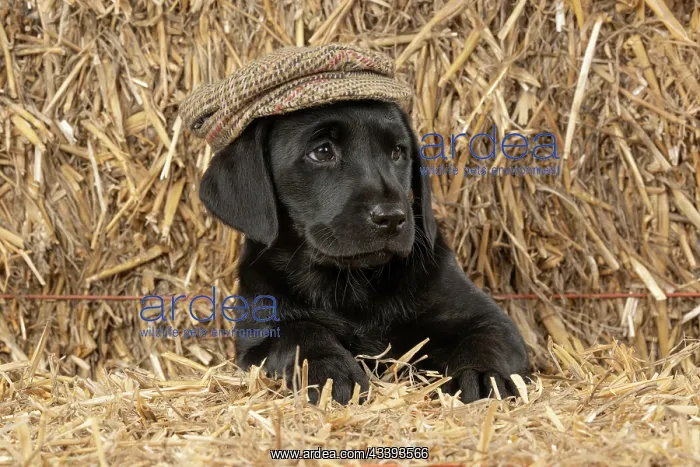 : DOG. Labrador Retiever, 8 weeks old puppy, (Black) : DOG. Labrador Retiever, 8 weeks old puppy, (Black)