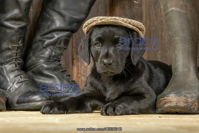 : DOG. Labrador Retiever, 8 weeks old puppy, (Black) : DOG. Labrador Retiever, 8 weeks old puppy, (Black)