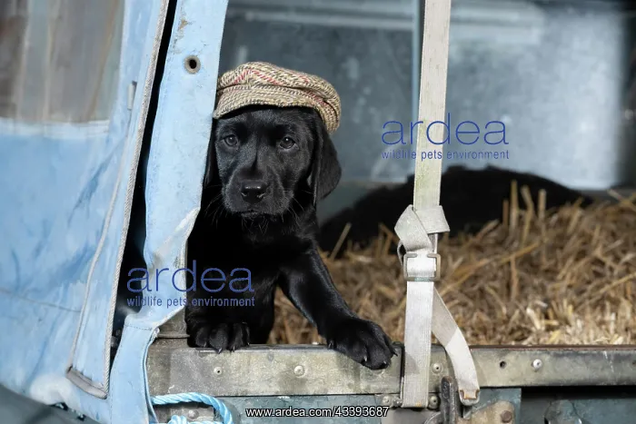: DOG. Labrador Retiever, 8 weeks old puppy, (Black) : DOG. Labrador Retiever, 8 weeks old puppy, (Black)