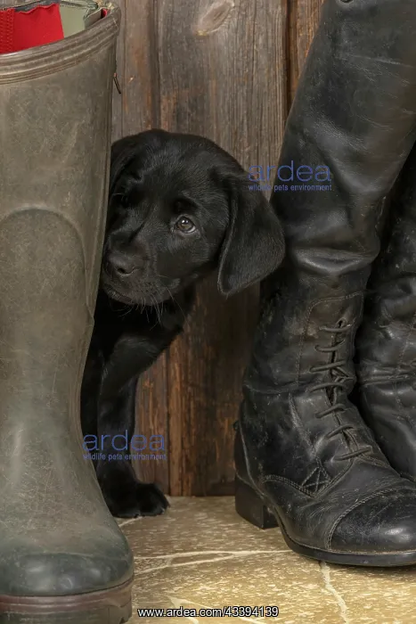 : DOG. Labrador Retiever, 8 weeks old puppy, (Black) : DOG. Labrador Retiever, 8 weeks old puppy, (Black)