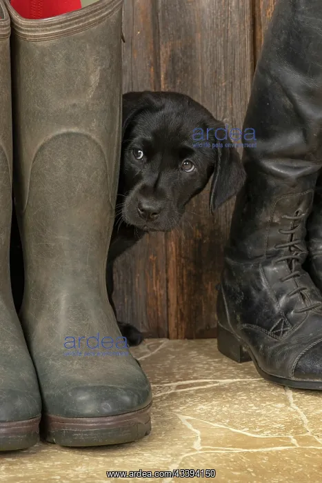 : DOG. Labrador Retiever, 8 weeks old puppy, (Black) : DOG. Labrador Retiever, 8 weeks old puppy, (Black)