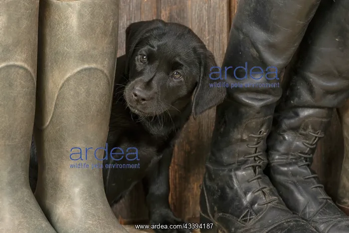 : DOG. Labrador Retiever, 8 weeks old puppy, (Black) : DOG. Labrador Retiever, 8 weeks old puppy, (Black)