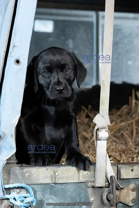 : DOG. Labrador Retiever, 8 weeks old puppy, (Black) : DOG. Labrador Retiever, 8 weeks old puppy, (Black)