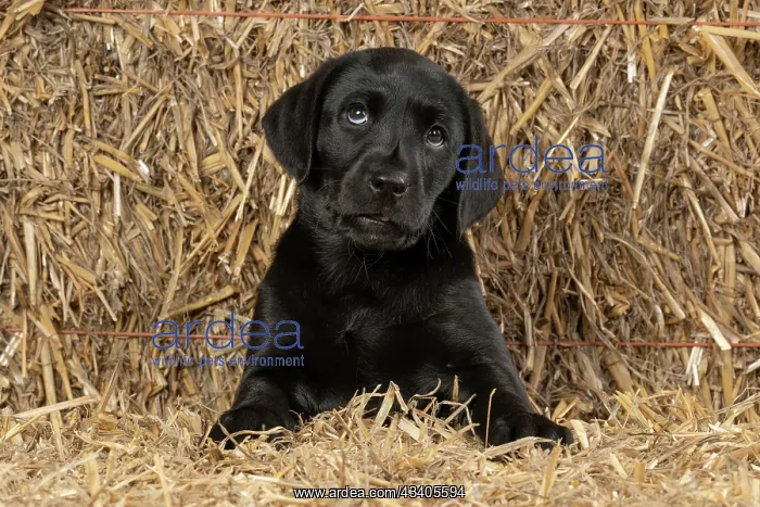 : DOG. Labrador Retiever, 8 weeks old puppy, (Black) : DOG. Labrador Retiever, 8 weeks old puppy, (Black)