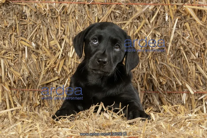 : DOG. Labrador Retiever, 8 weeks old puppy, (Black) : DOG. Labrador Retiever, 8 weeks old puppy, (Black)