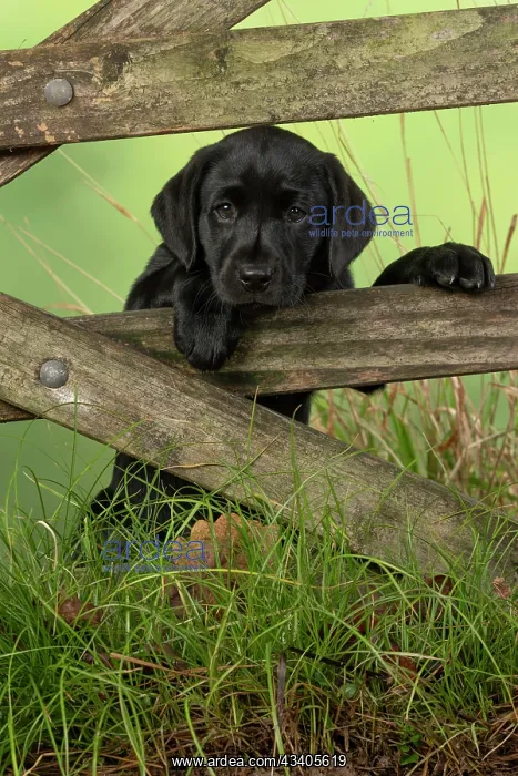 : DOG. Labrador Retiever, 8 weeks old puppy, (Black) : DOG. Labrador Retiever, 8 weeks old puppy, (Black)