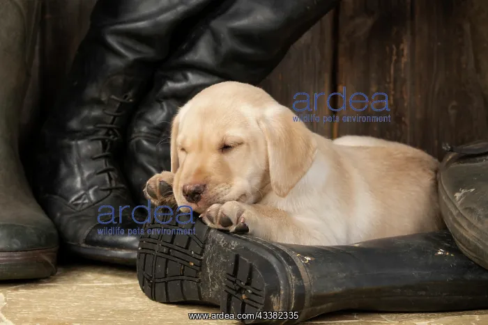 : DOG. Labrador Retiever, 8 weeks old puppy, yellow : DOG. Labrador Retiever, 8 weeks old puppy, yellow