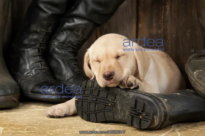 : DOG. Labrador Retiever, 8 weeks old puppy, yellow : DOG. Labrador Retiever, 8 weeks old puppy, yellow