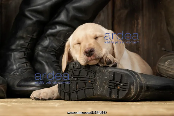 : DOG. Labrador Retiever, 8 weeks old puppy, yellow : DOG. Labrador Retiever, 8 weeks old puppy, yellow