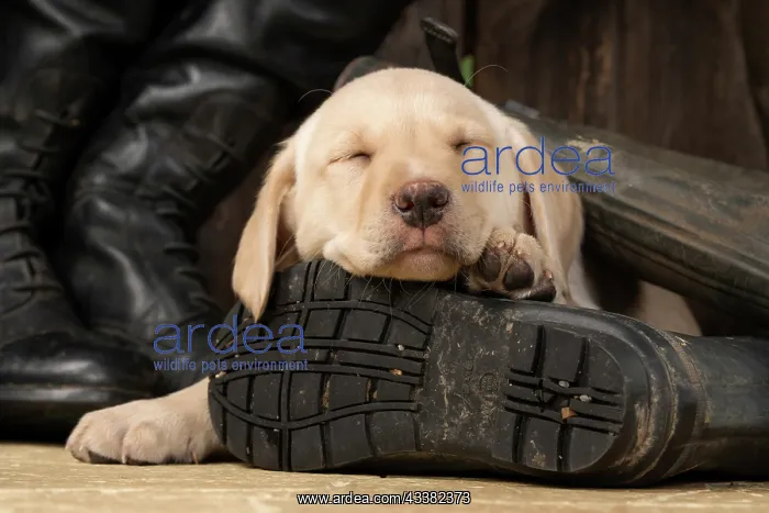 : DOG. Labrador Retiever, 8 weeks old puppy, yellow : DOG. Labrador Retiever, 8 weeks old puppy, yellow
