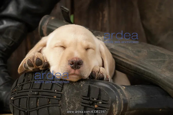 : DOG. Labrador Retiever, 8 weeks old puppy, yellow : DOG. Labrador Retiever, 8 weeks old puppy, yellow