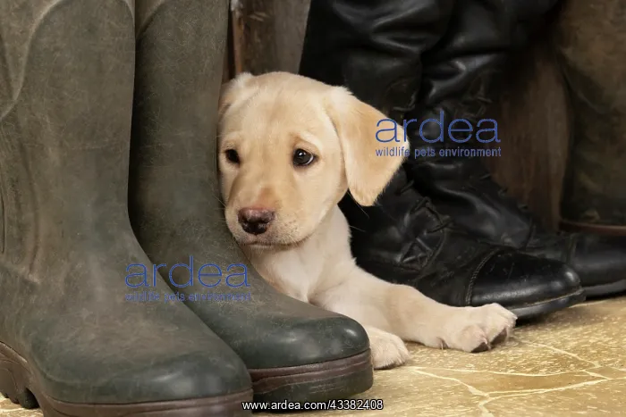 : DOG. Labrador Retiever, 8 weeks old puppy, yellow : DOG. Labrador Retiever, 8 weeks old puppy, yellow