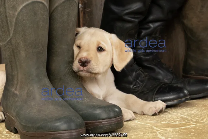 : DOG. Labrador Retiever, 8 weeks old puppy, yellow : DOG. Labrador Retiever, 8 weeks old puppy, yellow