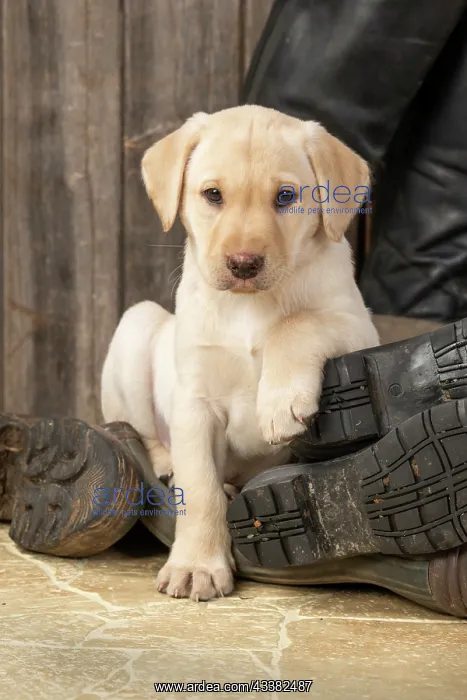 : DOG. Labrador Retiever, 8 weeks old puppy, yellow : DOG. Labrador Retiever, 8 weeks old puppy, yellow