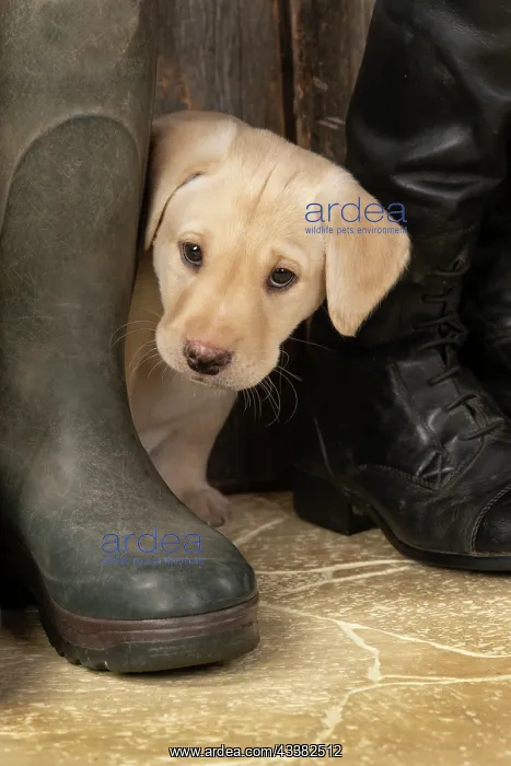 : DOG. Labrador Retiever, 8 weeks old puppy, yellow : DOG. Labrador Retiever, 8 weeks old puppy, yellow
