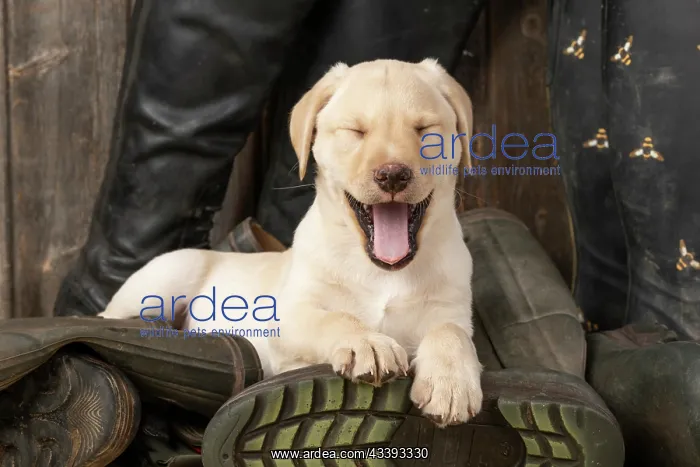 : DOG. Labrador Retiever, 8 weeks old puppy, yellow : DOG. Labrador Retiever, 8 weeks old puppy, yellow