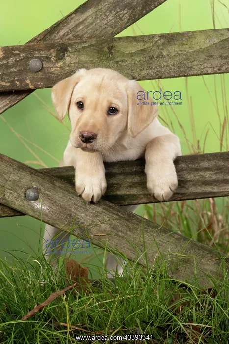  : DOG. Labrador Retiever, 8 weeks old puppy, (Yellow