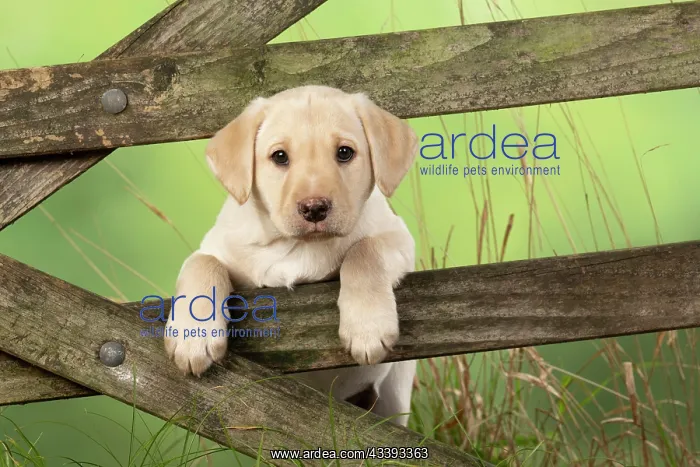 : DOG. Labrador Retiever, 8 weeks old puppy, (Yellow : DOG. Labrador Retiever, 8 weeks old puppy, (Yellow