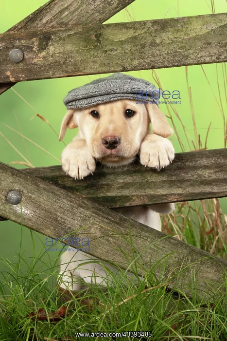 : DOG. Labrador Retiever, 8 weeks old puppy, (Yellow : DOG. Labrador Retiever, 8 weeks old puppy, (Yellow