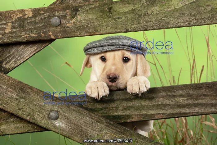  : DOG. Labrador Retiever, 8 weeks old puppy, (Yellow