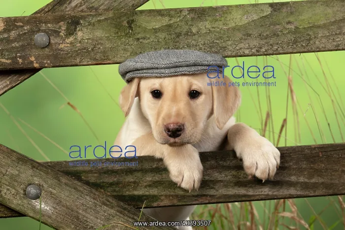  : DOG. Labrador Retiever, 8 weeks old puppy, (Yellow