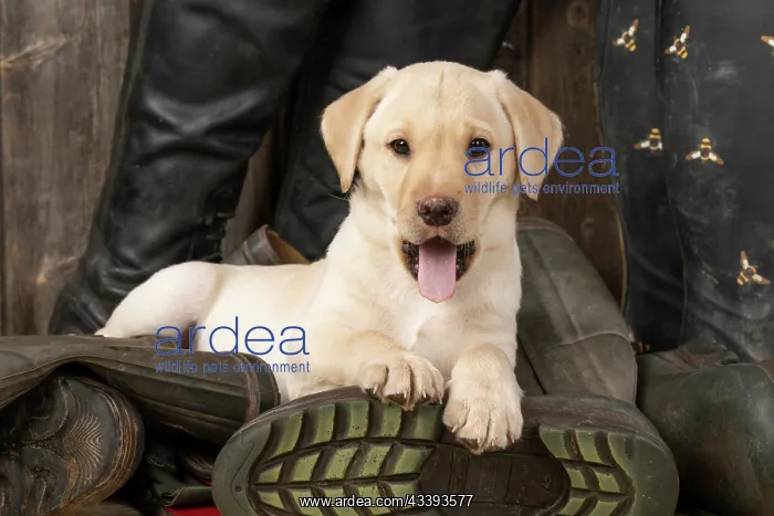 : DOG. Labrador Retiever, 8 weeks old puppy, yellow : DOG. Labrador Retiever, 8 weeks old puppy, yellow