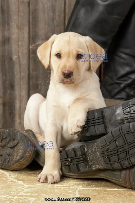 : DOG. Labrador Retiever, 8 weeks old puppy, yellow : DOG. Labrador Retiever, 8 weeks old puppy, yellow