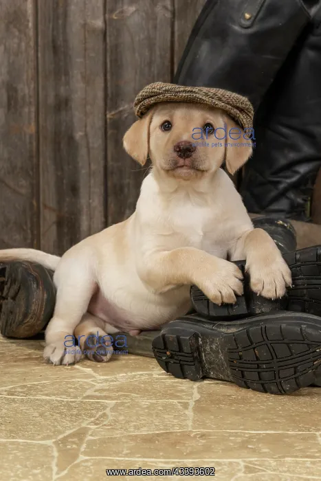: DOG. Labrador Retiever, 8 weeks old puppy, yellow : DOG. Labrador Retiever, 8 weeks old puppy, yellow