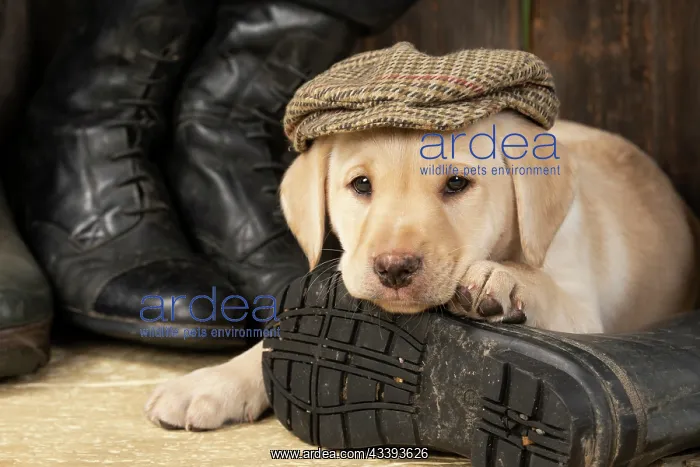 : DOG. Labrador Retiever, 8 weeks old puppy, yellow : DOG. Labrador Retiever, 8 weeks old puppy, yellow