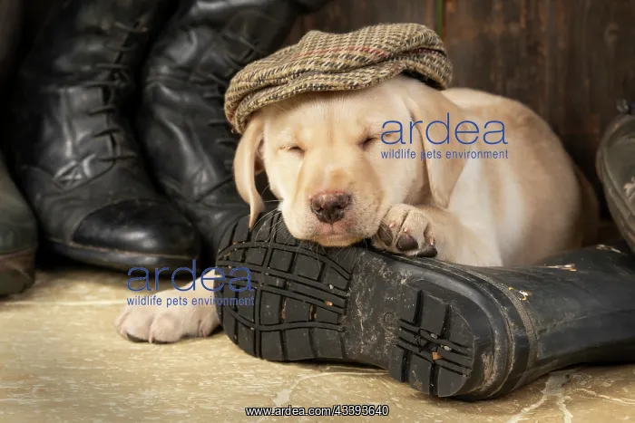: DOG. Labrador Retiever, 8 weeks old puppy, yellow : DOG. Labrador Retiever, 8 weeks old puppy, yellow