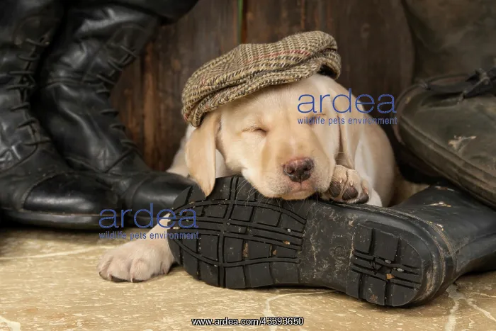 : DOG. Labrador Retiever, 8 weeks old puppy, yellow : DOG. Labrador Retiever, 8 weeks old puppy, yellow