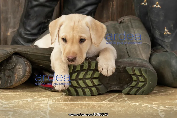  : DOG. Labrador Retiever, 8 weeks old puppy, yellow