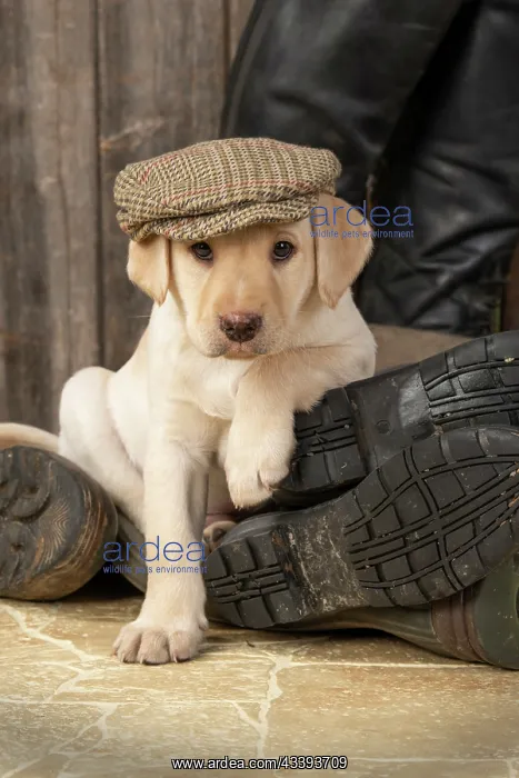 : DOG. Labrador Retiever, 8 weeks old puppy, yellow : DOG. Labrador Retiever, 8 weeks old puppy, yellow